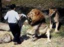 lionattack-1.jpg